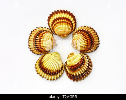 Five seashells on white background Stock Photo