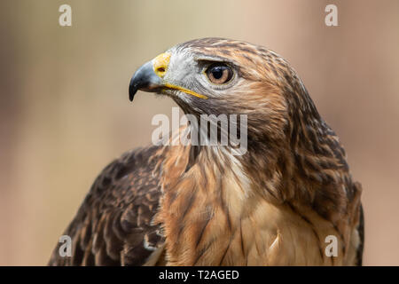 Red-tailed Hawk Stock Photo