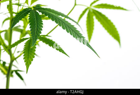 Leafy Cannabis Plant Isolated on White Background with copy space Stock Photo