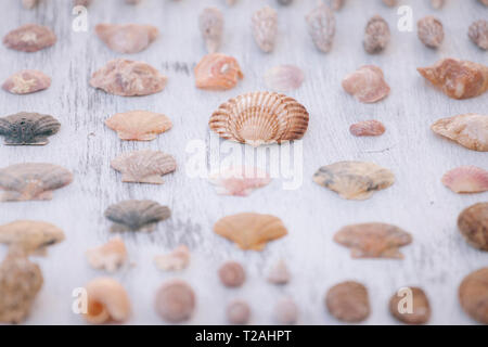 Variety of seashells on white surface Stock Photo