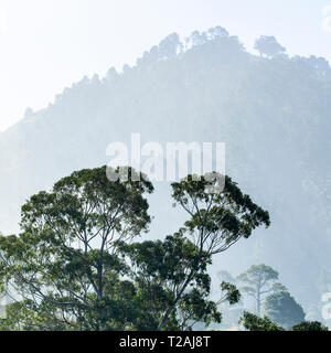 Trees in mist in Carmel-by-the-Sea, California, USA Stock Photo