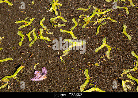 WA16080-00...WASHINGTON - Seeds from a maple tree and a flower petal from a rhododendron a sidewalk at Volunteer Park on Capitol Hill in Seattle after Stock Photo