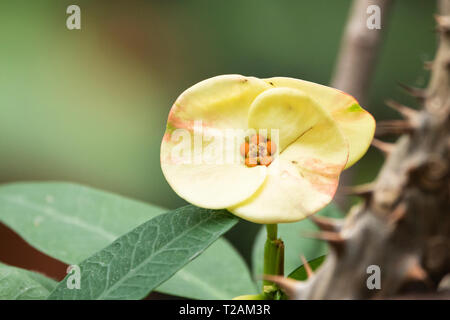 A closeup of a yellow flower of Euphorbia milii, also known as crown of thorns, Christ plant, or Christ thorn, a shrub in the spurge family. Stock Photo