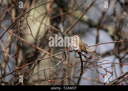 A song sparrow (Melospiza melodia) perched on a branch, singing, on a winter day in Westford, Massachusetts, USA. Stock Photo