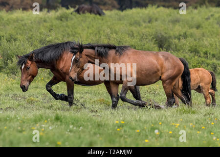 Wild/feral horses live in the Rocky Mountains of Canada in the province of Alberta.  This stallion and mare parade through water with their young foal Stock Photo