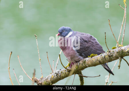 Side view of a Wood pigeon (Columba palumbus) perched in a tree in early Spring in West Sussex, UK. Woodpigeon perching on a branch. Stock Photo