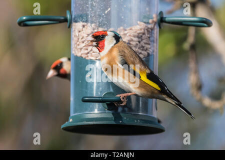 A pair of adult Goldfinch birds (Carduelis carduelis) perched on a bird feeder in Spring in West Sussex, UK. Stock Photo
