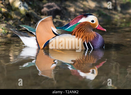 Side view of a Drake Mandarin Duck (Aix galericulata) in water in Spring in West Sussex, UK. Stock Photo