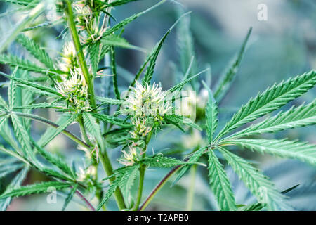 Bush of fowering hemp with seeds and flowers. Marijuana on blurred background. Outdoor growing cannabis. Stock Photo