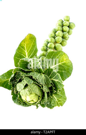 Brussels sprouts stalk with head and leaves isolated on white background. Stock Photo