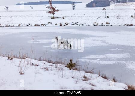 English setter 'Rudy' walks on the 06.02. 2019 over its frozen and snowy pond in Stara Lysa, (Czech Republic). Rudy was born in early January 2017. | usage worldwide Stock Photo