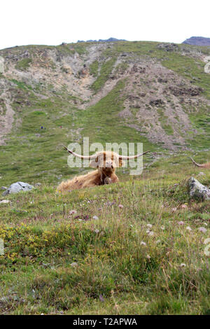 Friendly cow in the Swiss Alps Stock Photo