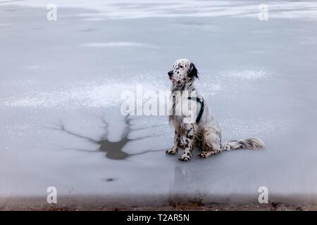English setter 'Rudy' sitting on the 06.02. 2019 on the frozen and snowy pond in Stara Lysa, (Czech Republic). Rudy was born in early January 2017. | usage worldwide Stock Photo