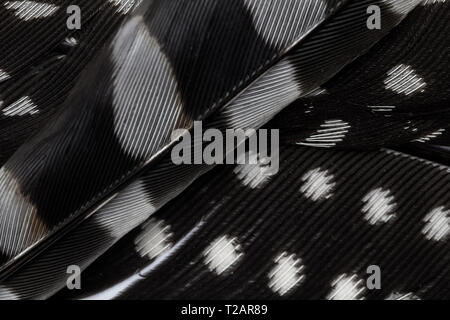 Feather background. Abstract feather texture background with black and white plumage Stock Photo