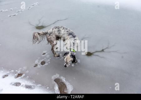 English setter 'Rudy' runs on 03.02. 2019 over its frozen and snowy pond in Stara Lysa, (Czech Republic). Rudy was born in early January 2017. | usage worldwide Stock Photo