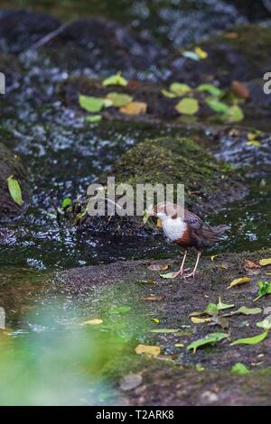 Common Dipper (Cinclus cinclus) adult with caddisfly larva in bill standing in river, Hesse, Germany | usage worldwide Stock Photo