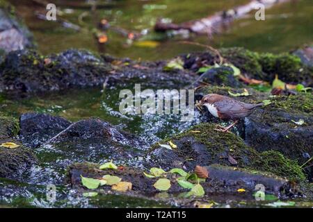 Common Dipper (Cinclus cinclus) adult with caddisfly larva in bill standing in river, Hesse, Germany | usage worldwide Stock Photo