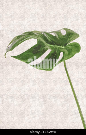 Digitally enhanced image of a leaf of Monstera deliciosa. Commonly grown for interior decoration in public buildings and as a houseplant. Common names Stock Photo