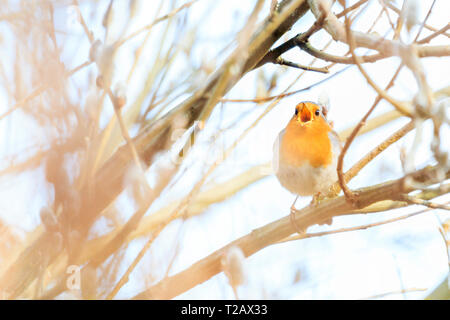 robin singing in the morning spring forest , wild nature Stock Photo