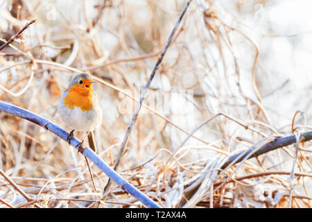 robin sings a song sitting in the branch , wild nature Stock Photo