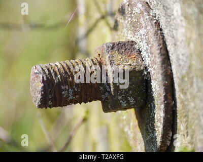 Closeup (macro) of old rusty screw with female screw, nut, washer on a wooden construction. Lichens growing on surface Stock Photo