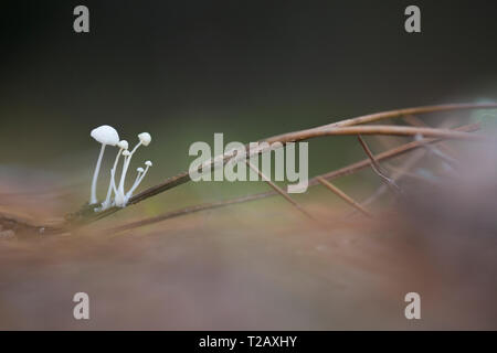 Delicatula integrella mushroom growing out of a rotting pine branch. Photographed in Israel in January Stock Photo