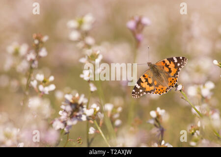 Painted lady (Vanessa cardui) butterfly feeding. This butterfly is found in Europe, northern Africa, and western Asia. Photographed in Israel, in Marc Stock Photo