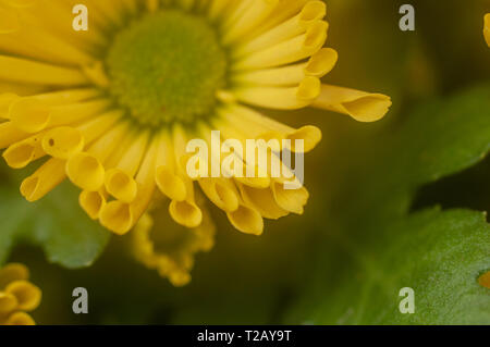 Yellow Chrysanthemum close up Stock Photo