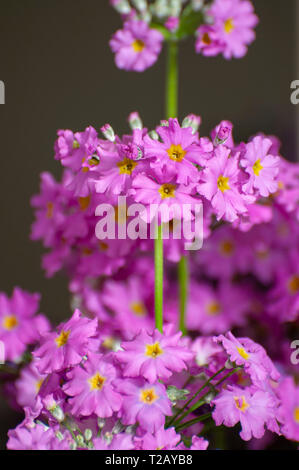 Flowering Candelabra Primrose (Primula beesiana) with purple-red flowers. Stock Photo