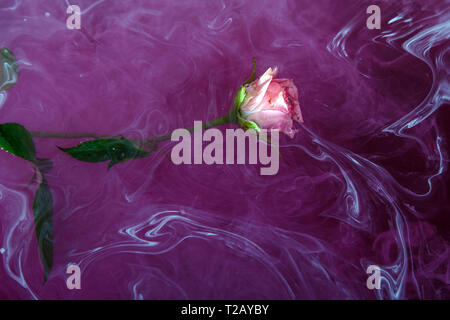 Pink rose with green leaves inside the Purple water with white acrylic paints. Watercolor style and abstract image of red rose. Stock Photo