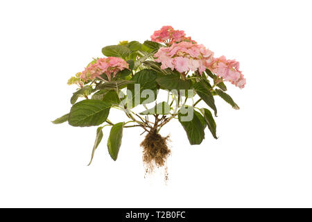Whole Hydrangea Macrophylla Rosita Plant with roots on ilsoted white background Stock Photo