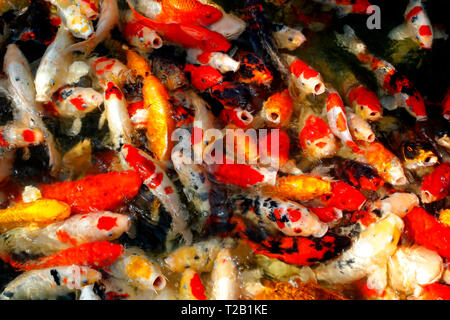 pile of fancy carp or koi fish in pond Stock Photo