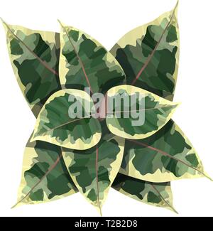 Ficus elastica plant top view vector illustration Stock Vector