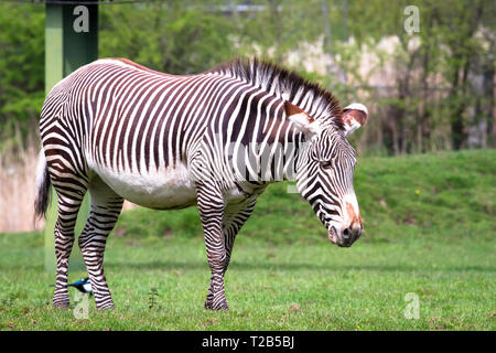 An adult Grevy's zebra (Equus grevyi) in a grassy field. Stock Photo