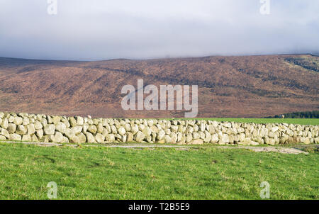 sheep grazing on vibrant green pasture in summer sunlight Stock Photo ...