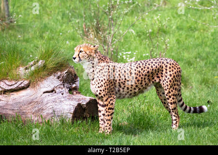 A North African cheetah (also called a northeast African cheetah, Acinonyx jubatus soemmeringii) standing in a grassy field. Stock Photo