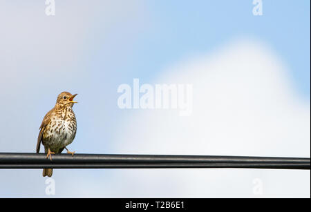 Hebridean Song Thrush (Turdus philomelos hebridensis) singing while perched on a power line on the island of Islay, Scotland. Stock Photo