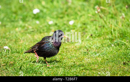 A European starling (also called a common starling, Sturnus vulgaris) walks through a grassy field on a sunny day at Loch Gruinart Nature Reserve on t Stock Photo