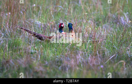 A pair of male common pheasants (Phasianus colchicus) fight for rights to mate with a female. Photographed in a grassy field at dusk on the island of  Stock Photo