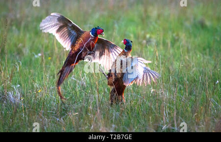 A pair of male common pheasants (Phasianus colchicus) fight for rights to mate with a female. Photographed in a grassy field at dusk on the island of  Stock Photo