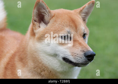 Cute red shiba inu close up. Pet animals. Purebred dog. Stock Photo