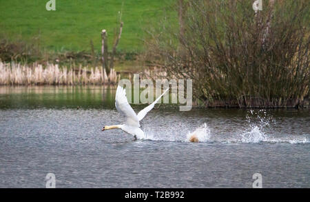 A mute swan (Cygnus olor) takes off from Venus Pool in Shropshire, England. Stock Photo