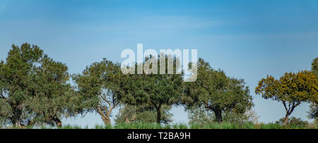 Holm oak trees on top of the hill against blue sky Stock Photo