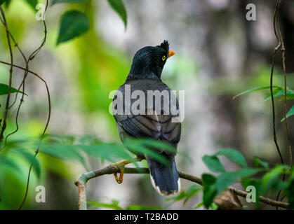 jungle myna bird. captured in the wild Acridotheres fuscus. Birdwatching Stock Photo