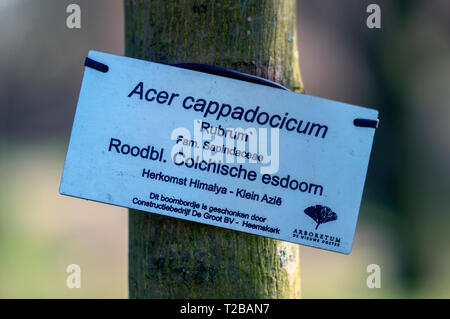 Sign Of A Acer Cappadocicum Tree Tree At De Nieuwe Ooster At Amsterdam The Netherlands 2019 Stock Photo