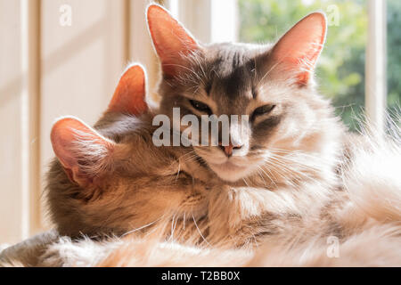Somali cat breed. Shadow is a 4-year-old Blue male and Kasha is a 1-year-old Fawn female. Somalis have large ears. Stock Photo