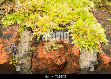 Pale green moss growing on top of old red brick wall showing weathered bricks Stock Photo