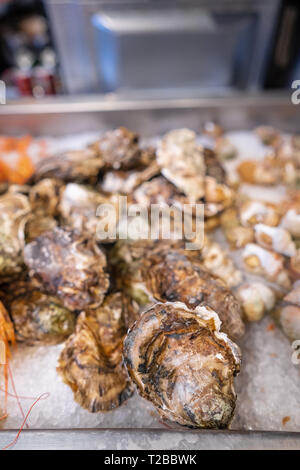 Fresh closed oysters on counter with ice, close angle Stock Photo