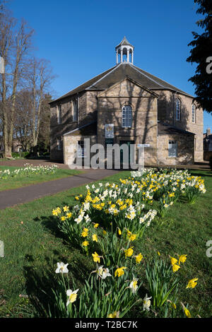 Daffodils in late March, Kelso Old Parish Church, Scottish Borders Stock Photo