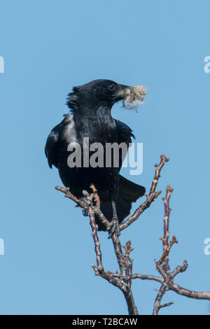 Raven with nesting material in its beak sits on a branch against a blue sky, ruffled by the wind Stock Photo